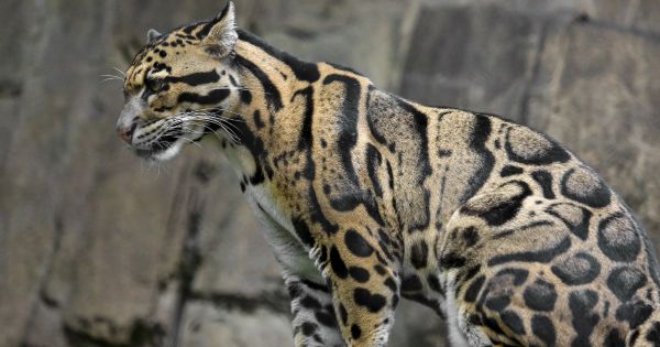 Clouded leopards