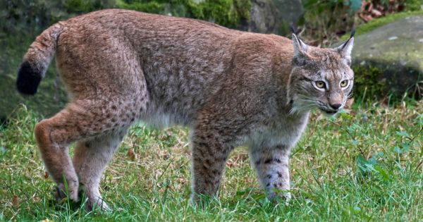 Eurasian lynxes