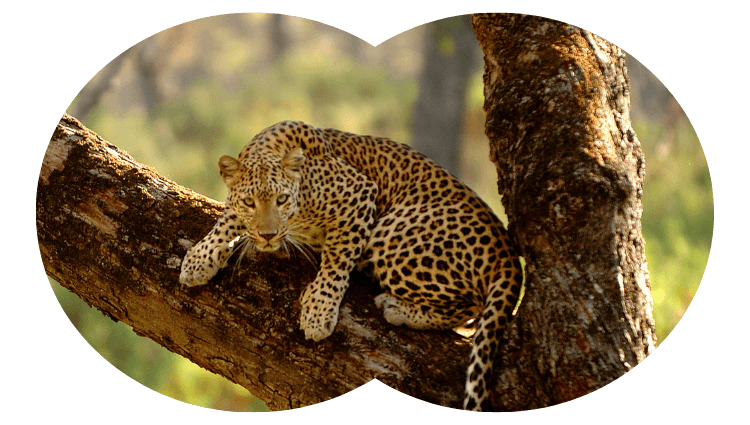 JB Jawai Leopard through Binoculars