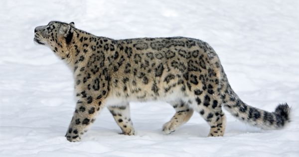 Snow leopards